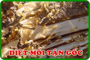 Đặt công ty diệt mối hải phòng